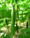 黃(huáng)瓜